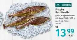 Selgros Frische Bachforelle Angebot