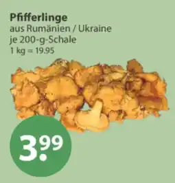 V Markt Pfifferlinge Angebot