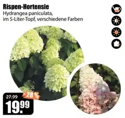 V Baumarkt Rispen-Hortensie Angebot