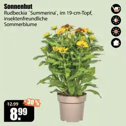 V Baumarkt Sonnenhut Rudbeckia 'Summerina' Angebot