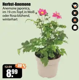 V Baumarkt Herbst-Anemone Angebot