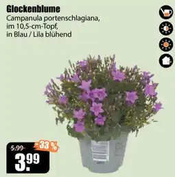 V Baumarkt Glockenblume Campanula portenschlagiana Angebot