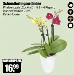 V Baumarkt Schmetterlingsorchidee Phalaenopsis 'Cocktail' Angebot