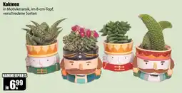 V Baumarkt Kakteen in Motivkeramik Angebot