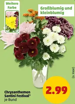 PENNY Chrysanthemen Santini Festival Angebot