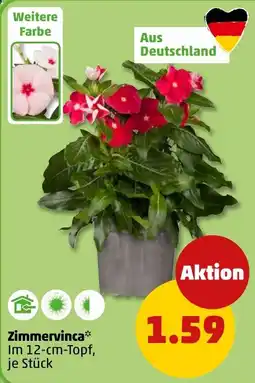 PENNY Zimmervinca* Angebot