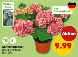 PENNY Gartenhortensie* Angebot
