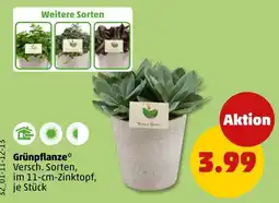 PENNY Grünpflanze* Angebot