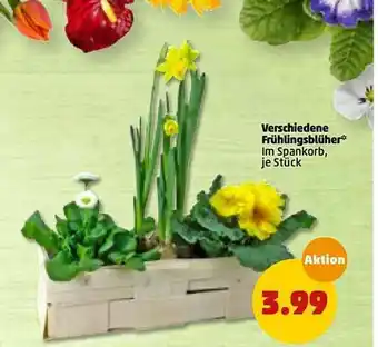 PENNY Verschiedene Frühlingsblüher Angebot