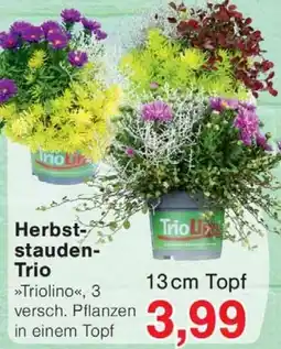 Wiglo Wunderland Herbst-stauden-Trio »Triolino« Angebot