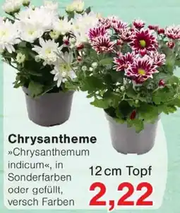 Wiglo Wunderland Chrysantheme »Chrysanthemum indicum« Angebot