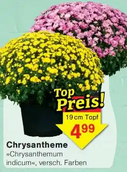 Wiglo Wunderland Chrysanthemum indicum Angebot