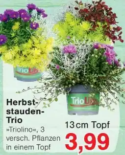 Jawoll Herbst-stauden-Trio »Triolino« Angebot