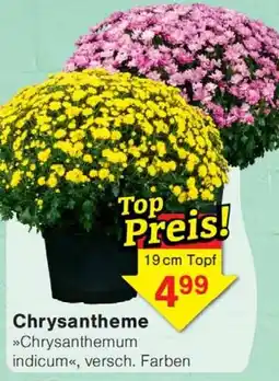 Jawoll Chrysanthemum indicum Angebot