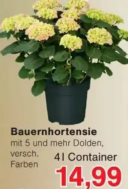 Wiglo Wunderland Bauernhortensie Angebot