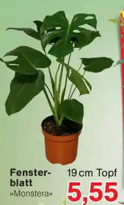 Wiglo Wunderland Fensterblatt »Monstera« Angebot