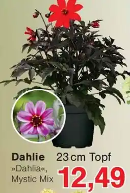 Wiglo Wunderland Dahlia Mystic Mix Angebot