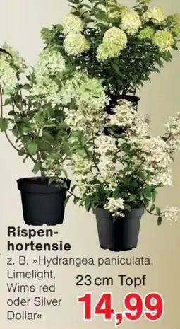 Wiglo Wunderland Rispenhortensie Angebot