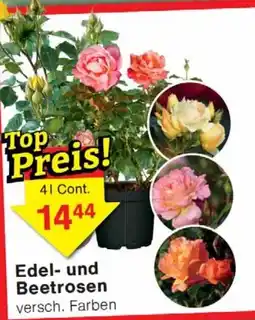 Wiglo Wunderland Edel- und Beetrosen Angebot