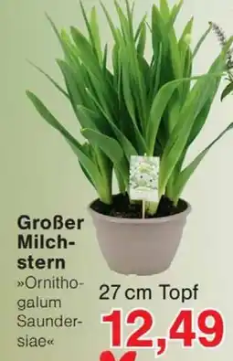 Wiglo Wunderland Großer Milchstern »Ornithogalum Saunder-siae« Angebot