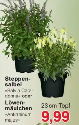 Wiglo Wunderland Steppen-salbei oder Löwen-mäulchen Angebot