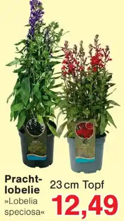 Wiglo Wunderland Pracht-lobelie »Lobelia speciosa« Angebot