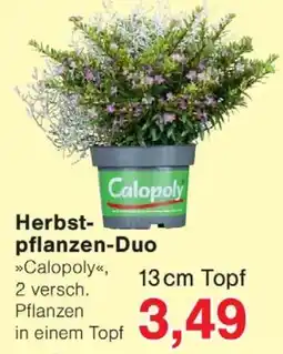 Wiglo Wunderland Herbstpflanzen-Duo »Calopoly« Angebot
