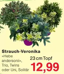 Wiglo Wunderland Strauch-Veronika »Hebe andersonii«, Trio, Twins oder Uni, Solitär Angebot