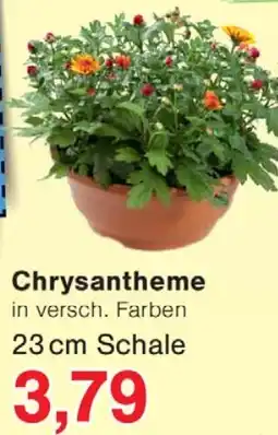 Wiglo Wunderland Chrysantheme Angebot