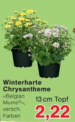 Wiglo Wunderland Belgian Mums® Angebot