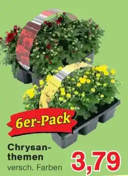 Wiglo Wunderland Chrysanthemen Angebot