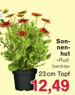 Wiglo Wunderland Sonnenhut Rudbeckia Angebot