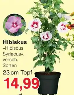 Wiglo Wunderland Hibiskus Angebot