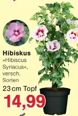 Jawoll Hibiskus Hibiscus Syriacus Angebot