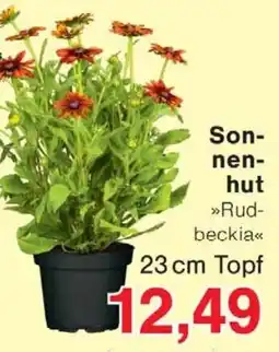 Jawoll Sonnenhut Rudbeckia Angebot