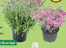 Thomas Philipps Lavendel Angebot