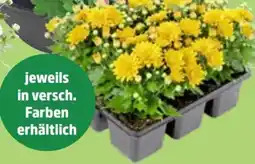 Thomas Philipps Chrysanthemen Im Tray Angebot