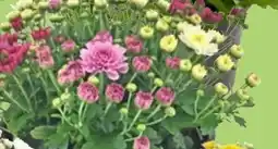 Thomas Philipps Chrysanthemen Farbenmix Angebot