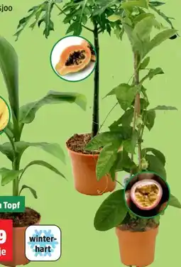 Thomas Philipps Papaya Pyramidenbusch Angebot