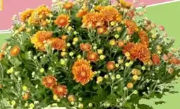 Thomas Philipps Chrysanthemen Angebot