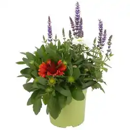 toom Baumarkt Sommerblumen-Trio Angebot