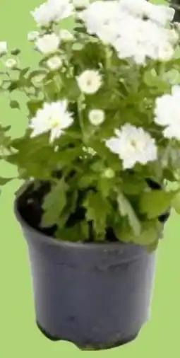 Thomas Philipps Chrysanthemen Patio Mum Angebot