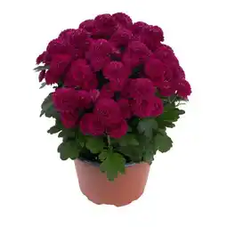 toom Baumarkt Chrysanthemen Angebot