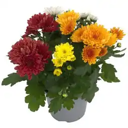 toom Baumarkt Chrysantheme Rock'n Roll Angebot