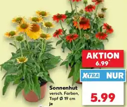 Kaufland Sonnenhut Angebot