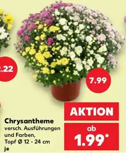 Kaufland Chrysantheme Angebot