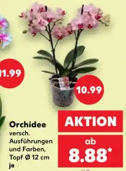 Kaufland Orchidee Angebot