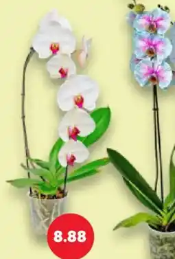 Kaufland Orchidee Angebot