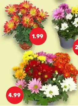 Kaufland Chrysanthemen Angebot