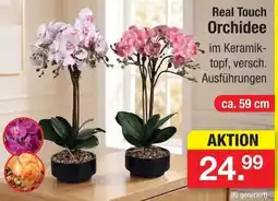 Zimmermann Real Touch Orchidee Angebot